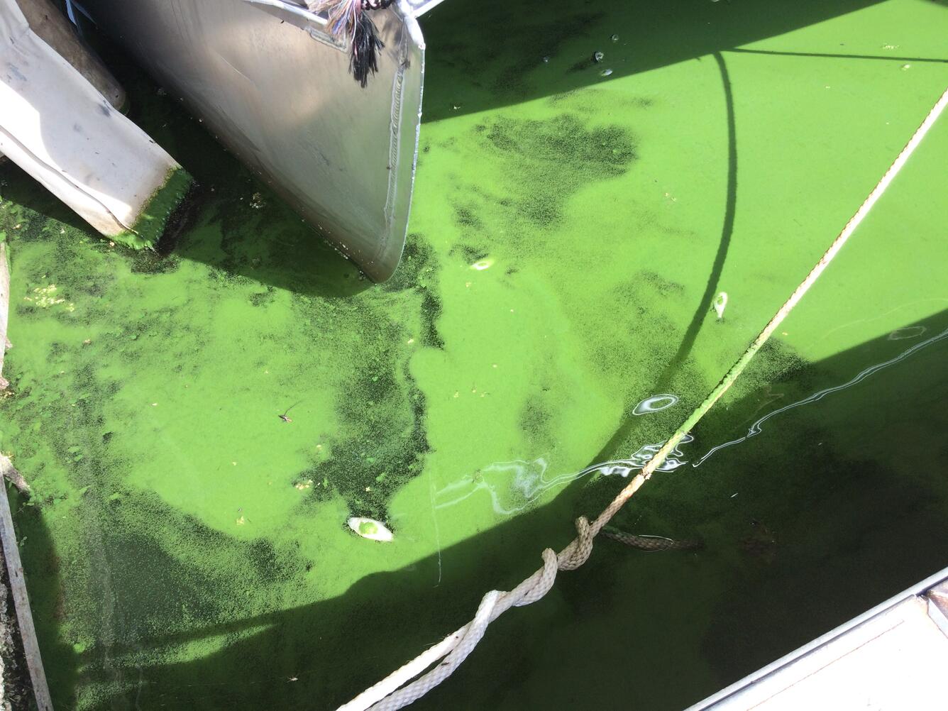 Harmful Algal Bloom on Milford Lake, Kansas