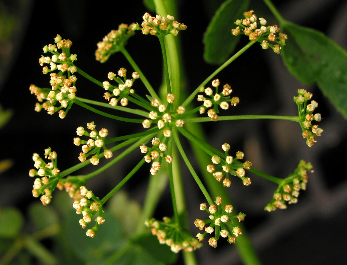 Close-up of Hawaiian plant