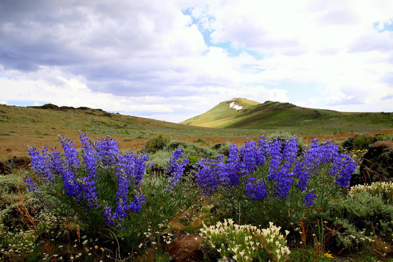 A photo of flowers in the Great Basin.