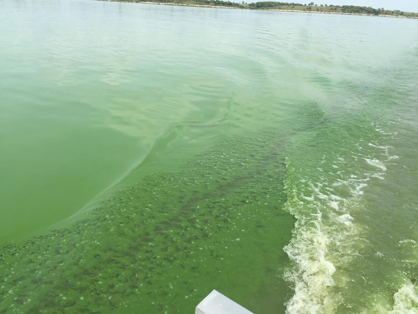 Harmful Algal Bloom on Milford Lake, Kansas