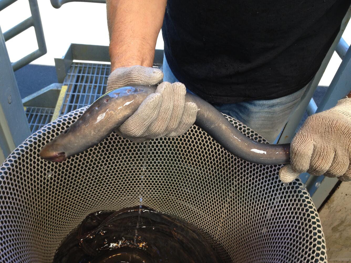 Adult lamprey captured at Bonneville Dam