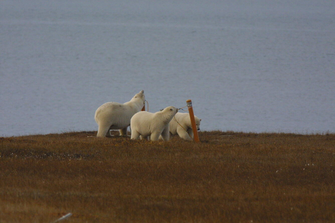 Three polar bears chew on the plastic bollards and rope that were placed on the Arctic tundra.