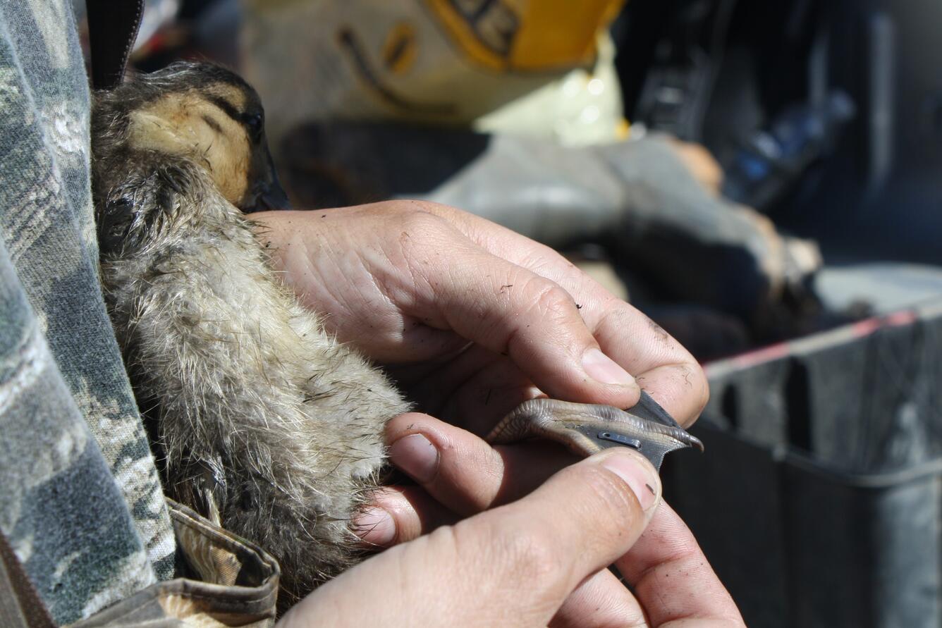 duckling tag