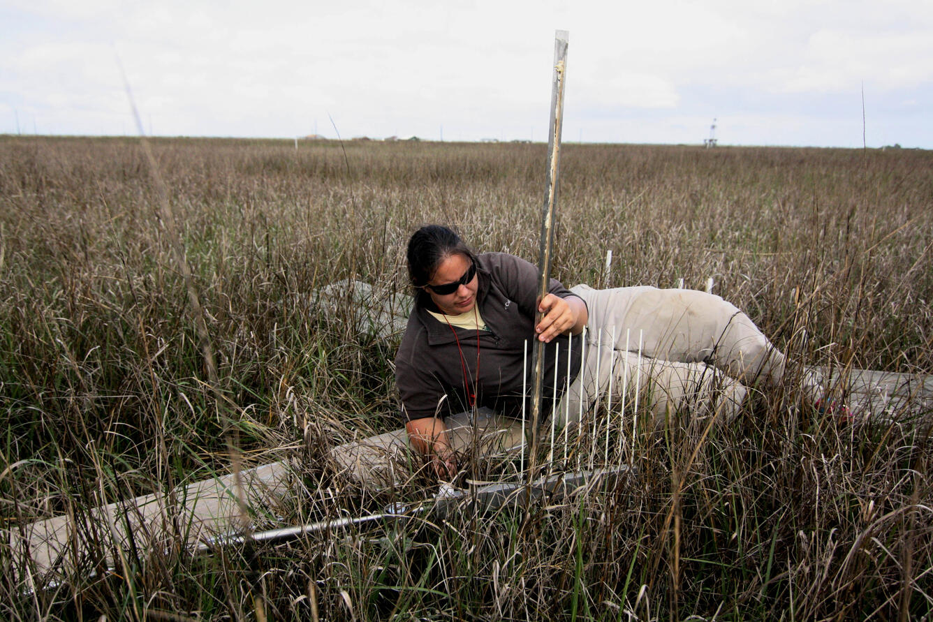 WARC scientist conducts wetland field work