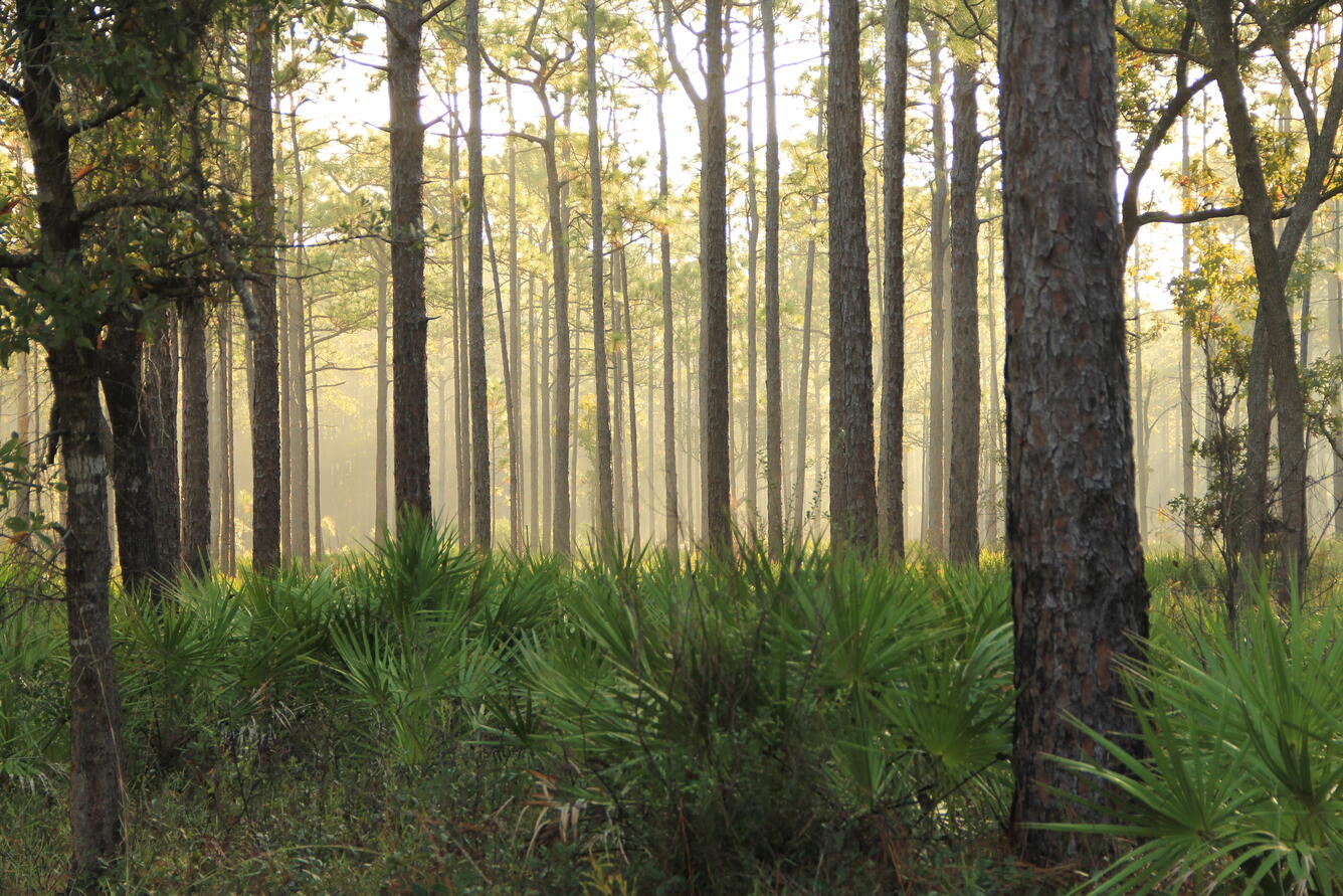 St. Marks National Wildlife Refuge, Florida