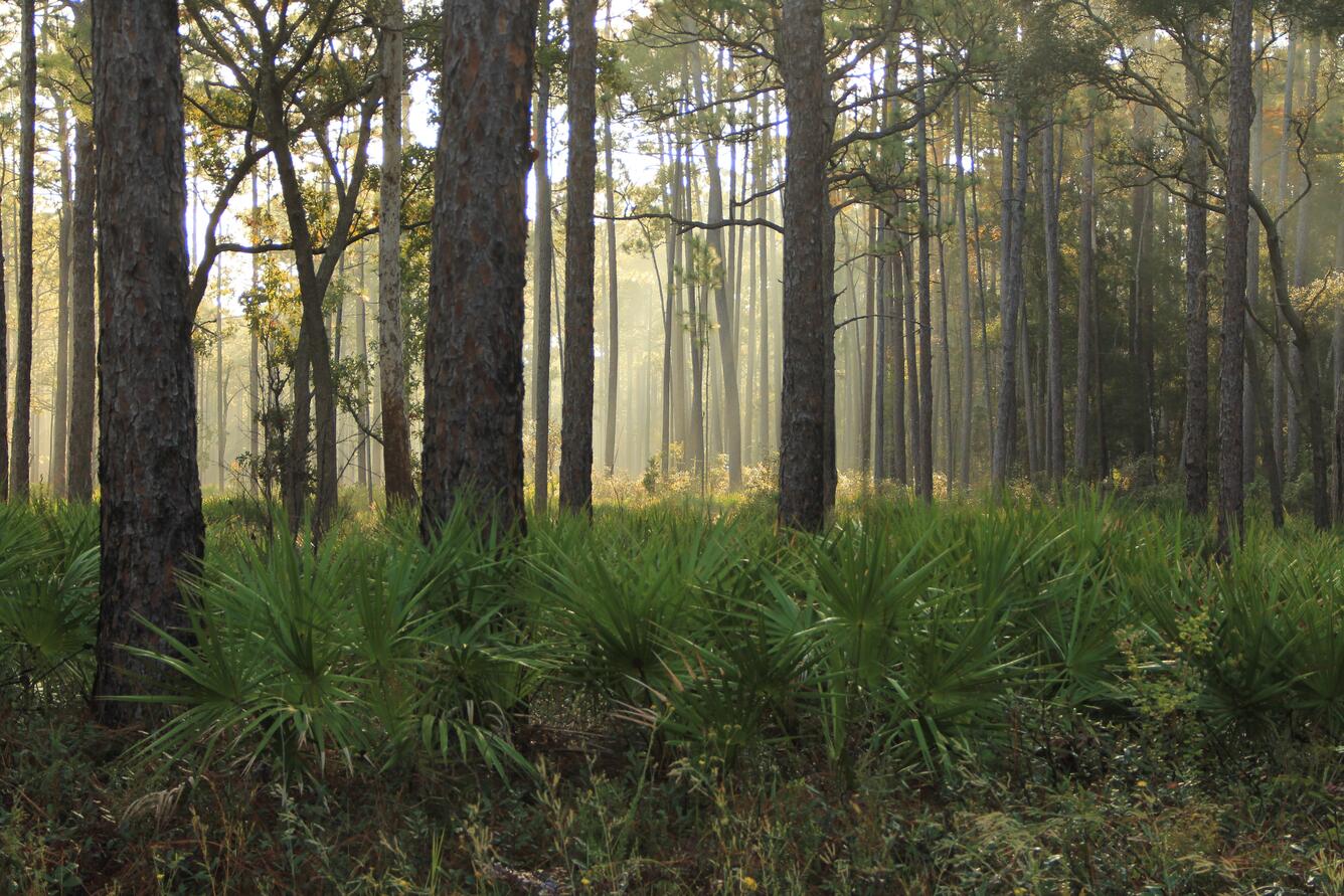 St. Marks National Wildlife Refuge, Florida