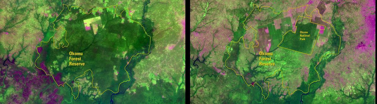 Satellite image showing how human activities affect the Okomu Forest.