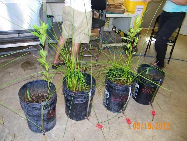 Response variables will be measured in three plant communities