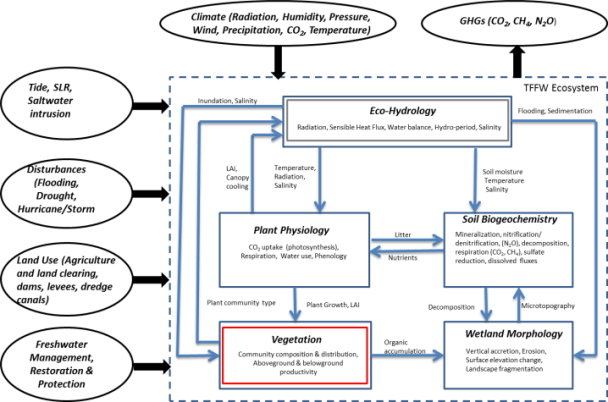 Figure 2. The vegetation model and other components of the integrated TFFW ecosystem modeling system