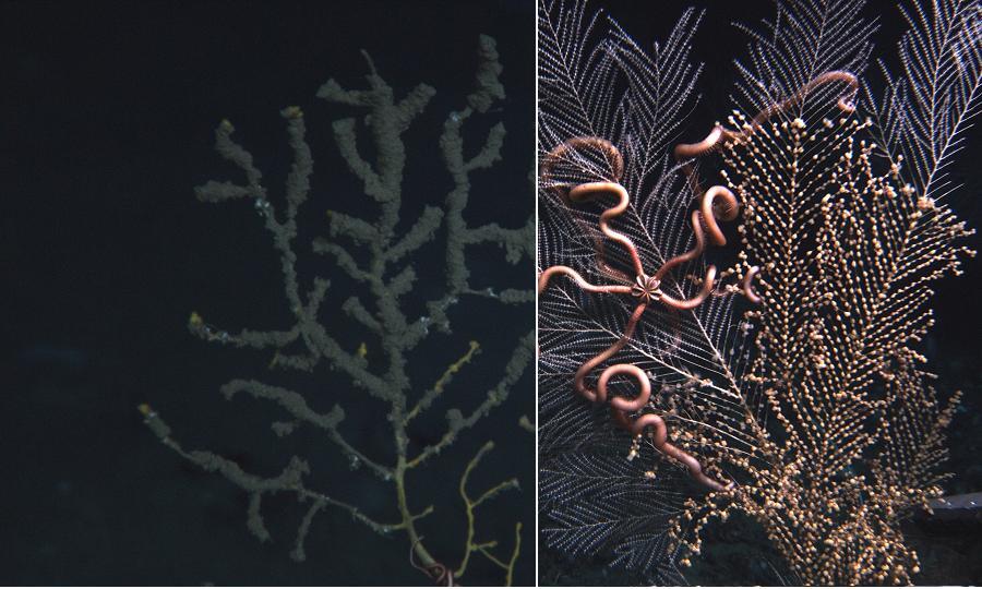 A comparison of normal coral with some dead skeletal material