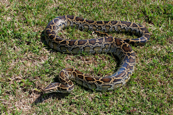 Burmese Python (Python molurus bivittatu