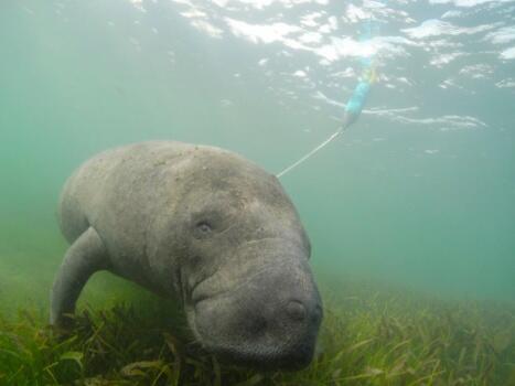 Florida Manatee with a tracking devise attached