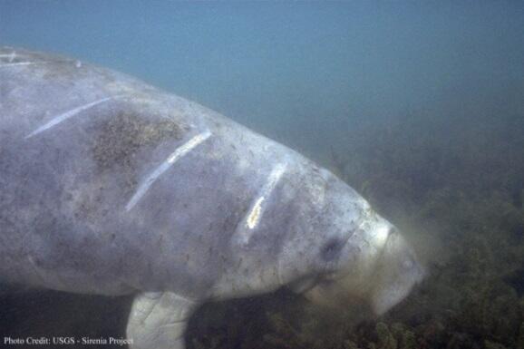 West Indian manatee with boat propeller scars
