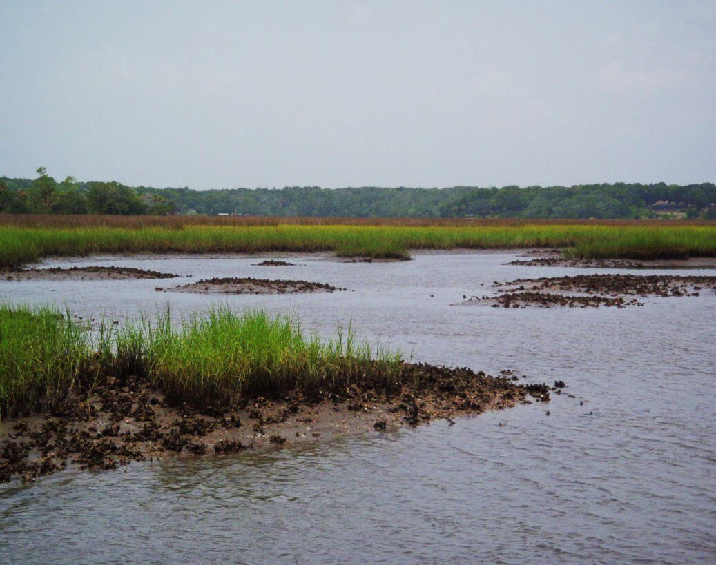 Oysters in Chicopit Bay (south shore, looking southwest)