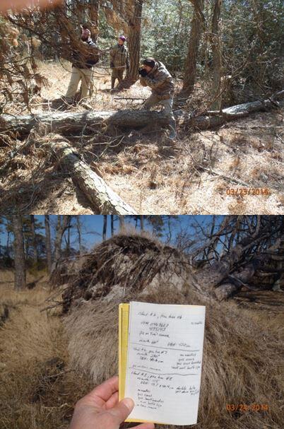 Intensive ground surveys and line transects were established across the marsh/forest ecotones