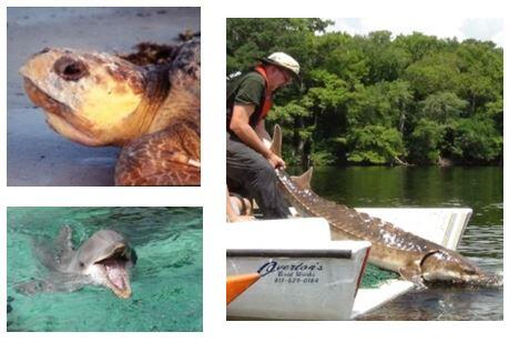 Monitoring network is needed for other indicator marine vertebrate species, such as sea turtles, sturgeon, and dolphins