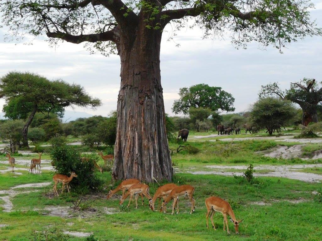 Antelope in East Africa