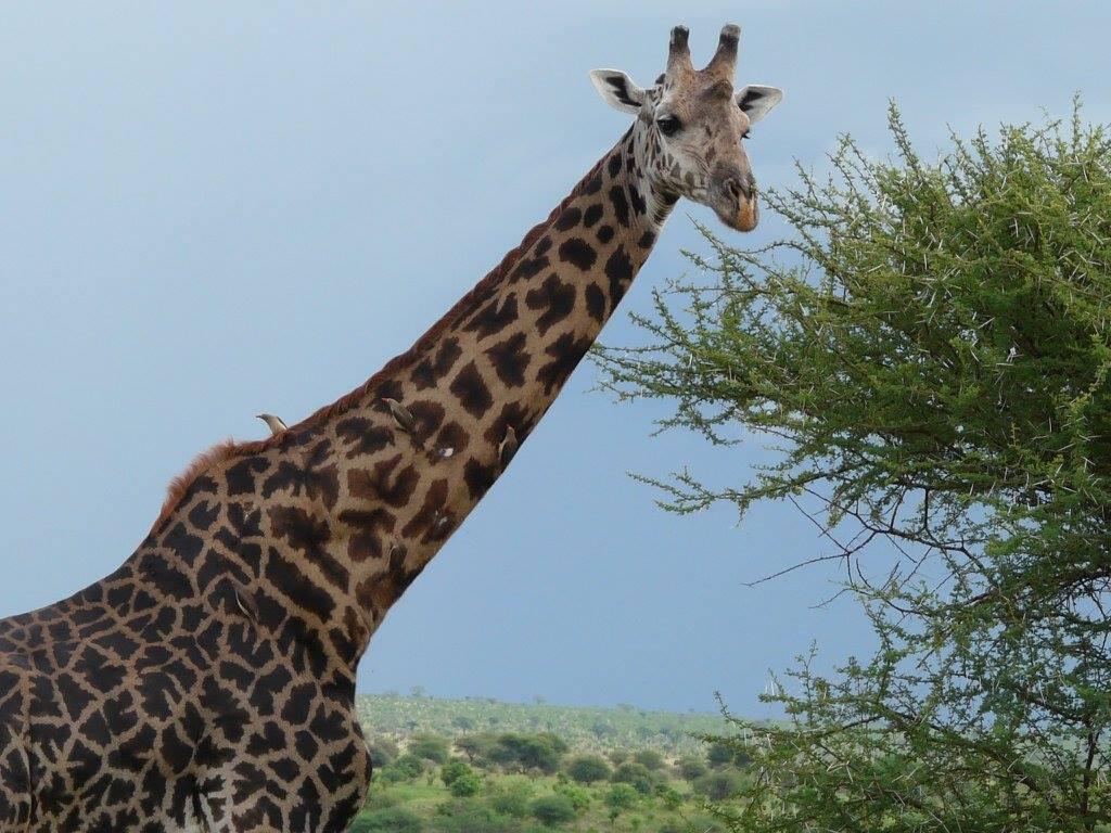Giraffe in East Africa