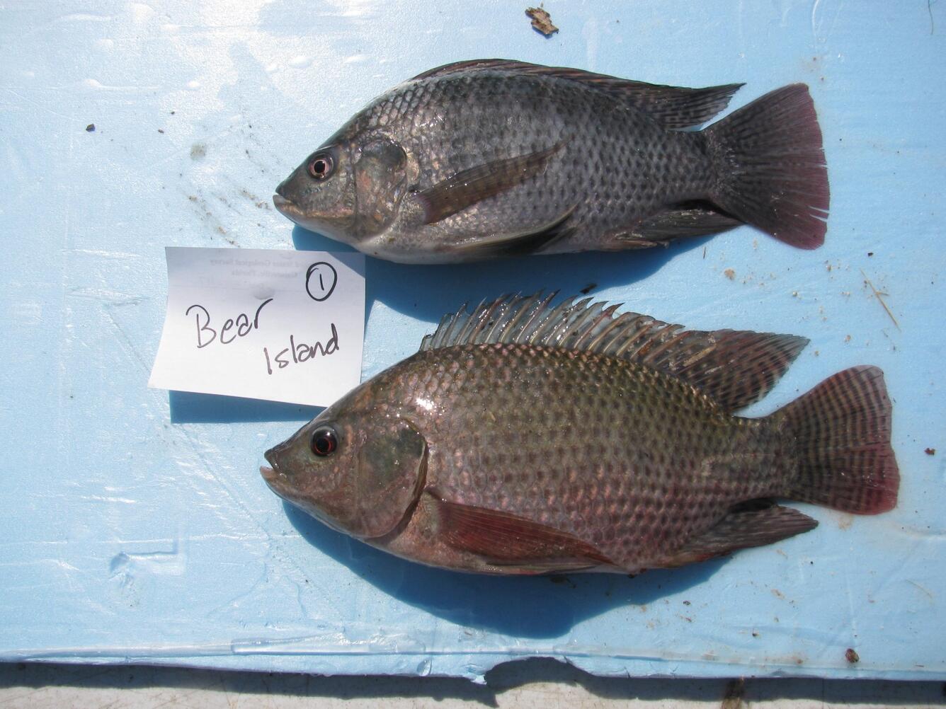 Blue tilapia (Oreochromis aureus) top and Nile tilapia (Oreochromis niloticus) bottom