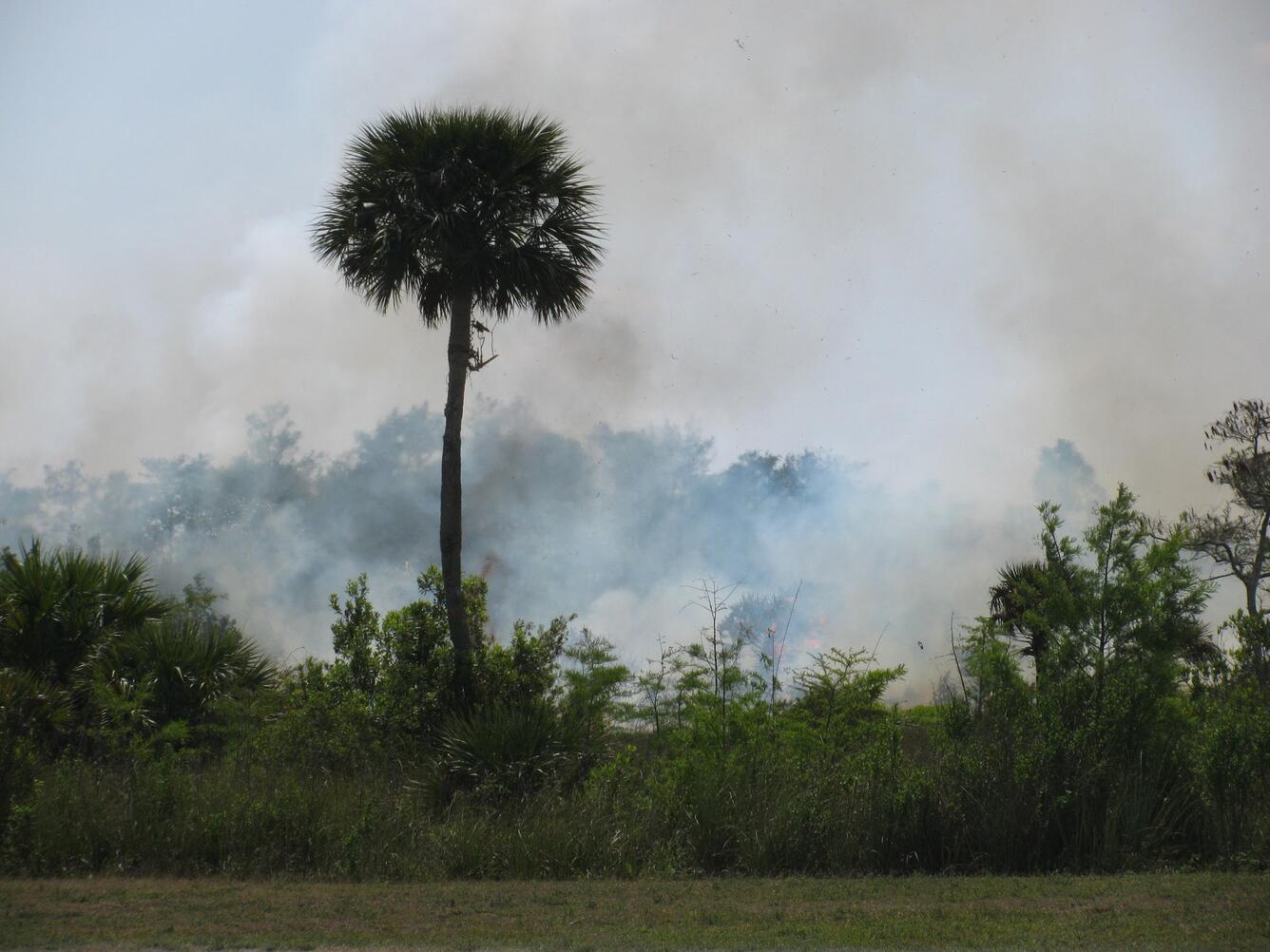 Controlled burn near Big Cypress Fish Slam 2017 sample site