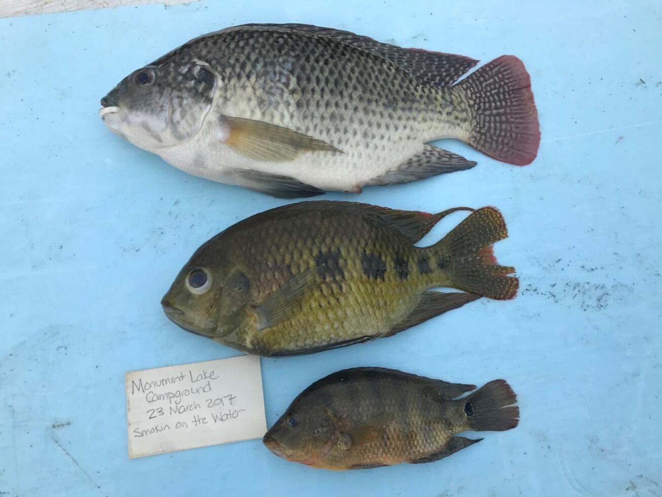 Pictured from top to bottom: blue tilapia, spotted tilapia, Mayan cichlid