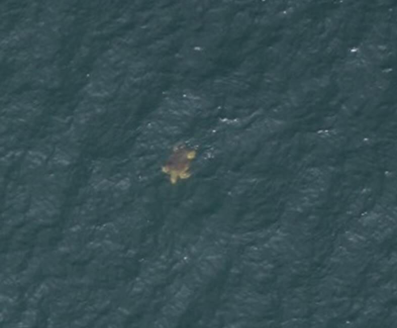 A large juvenile loggerhead captured in-water in St. Joseph Bay, FL.