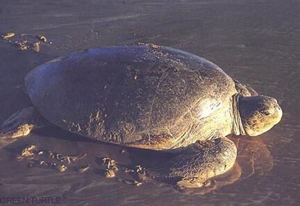 An adult female green sea turtle.