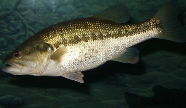 Figure 1. Largemouth bass, Micropterus salmoides.