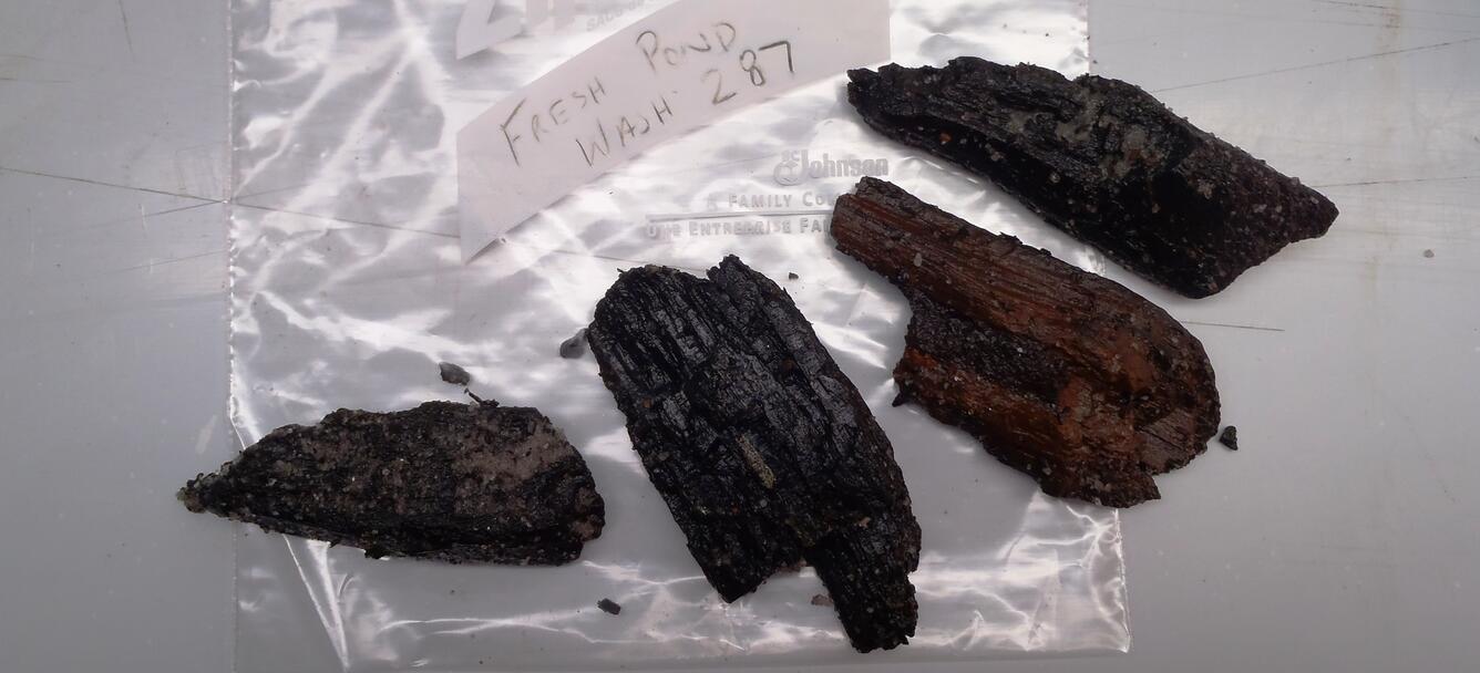 4 small dark brown objects on a plastic bag