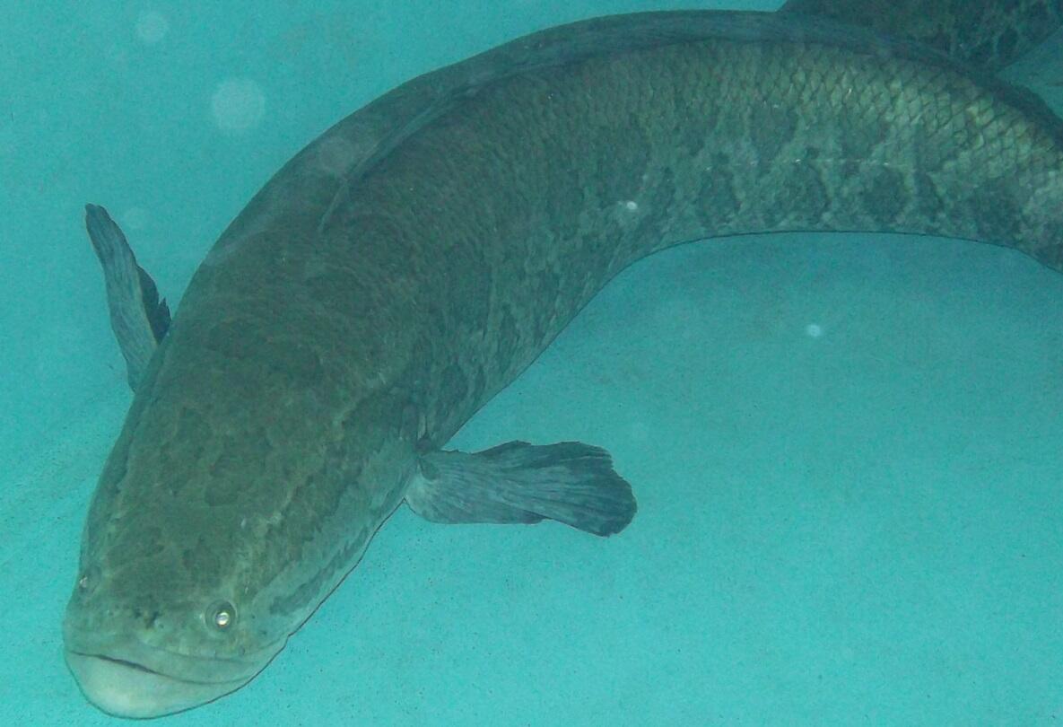Invasive northern snakehead fish