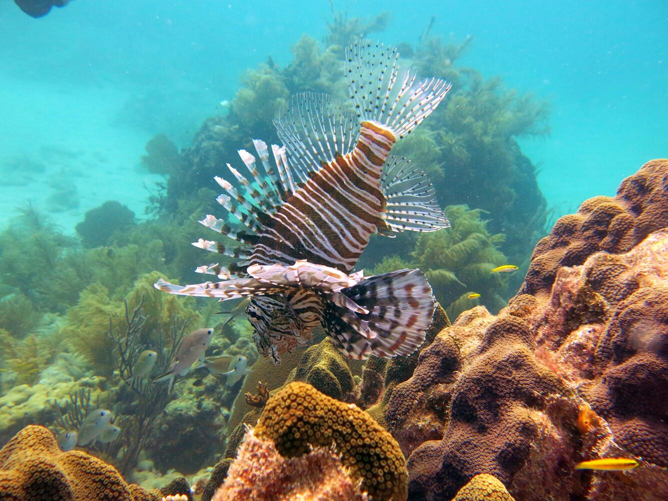 Lionfish on Looe Reef, Florida Keys National Marine Sanctuary