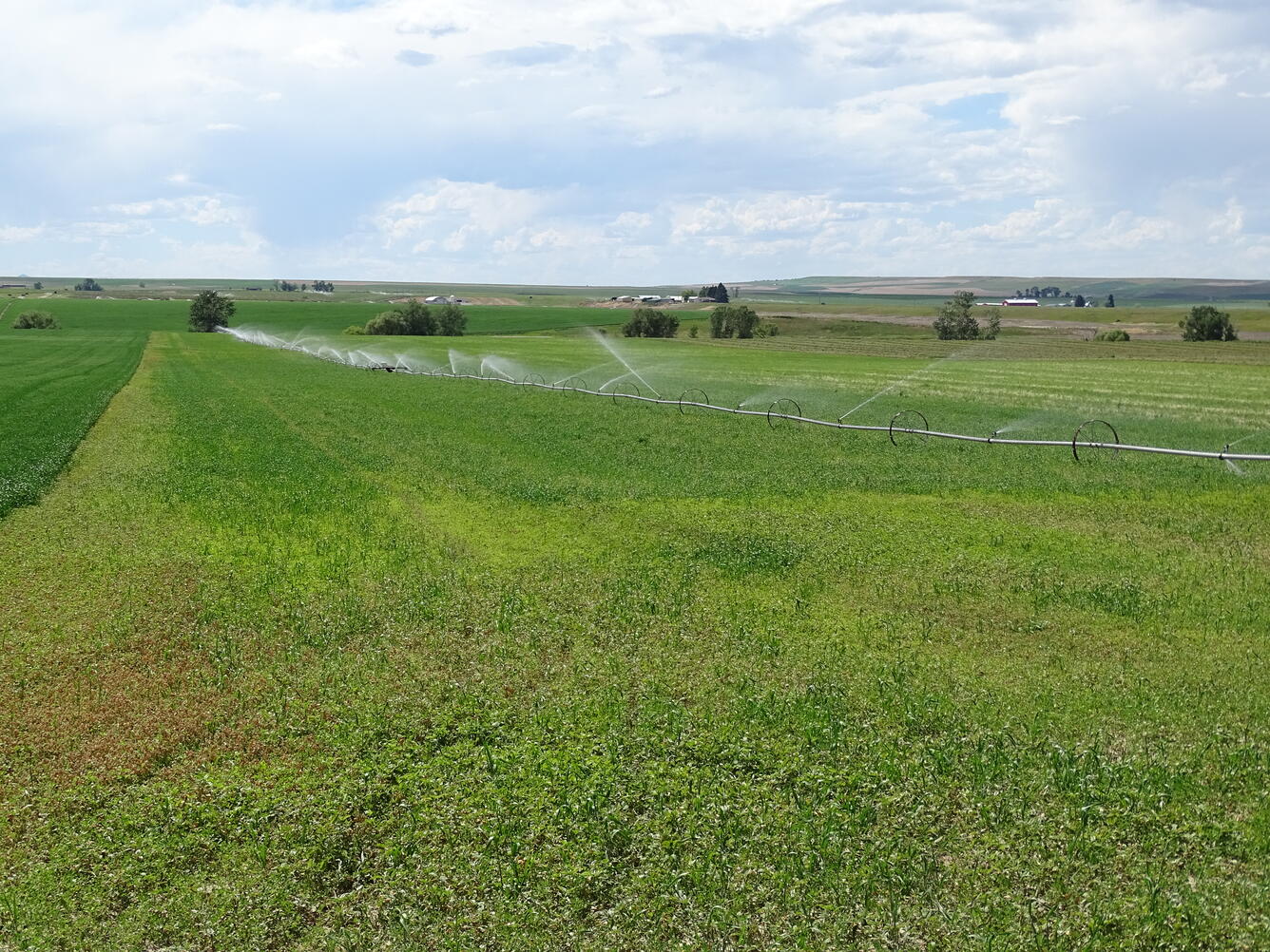 Photo of irrigated fields