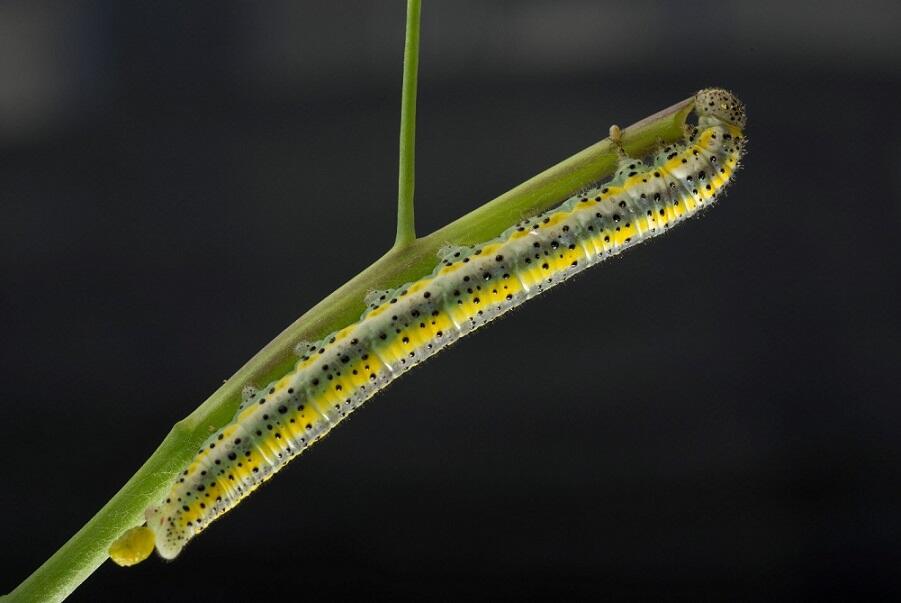 Island_marble_caterpillar_