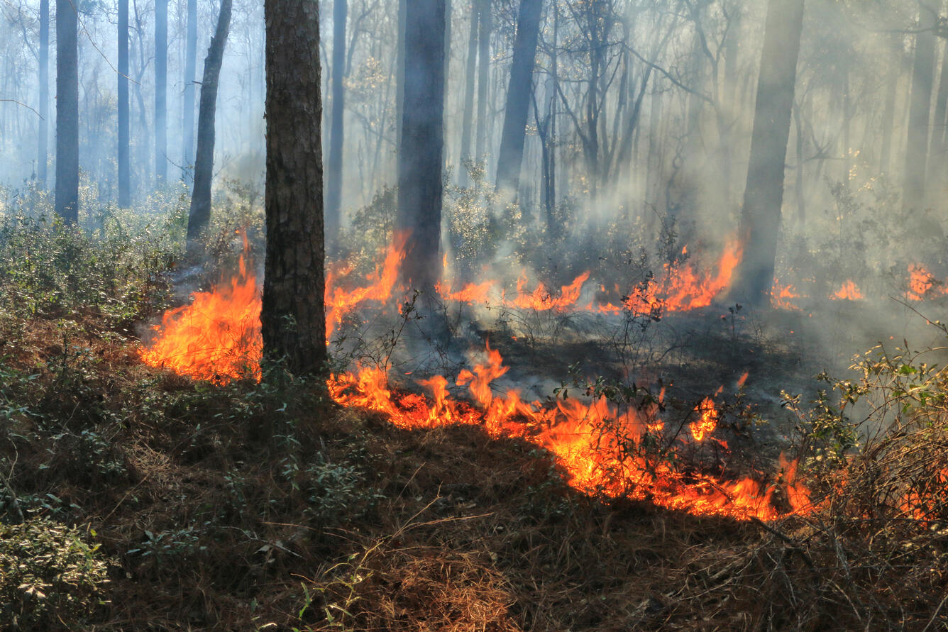 Prescribed burn at St. Marks National Refuge