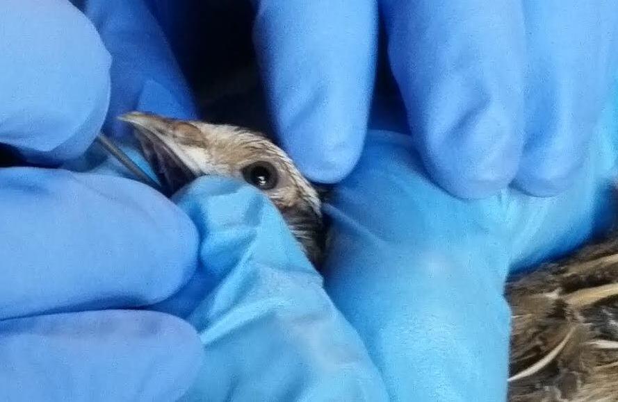 Proposed H-P-G-L system