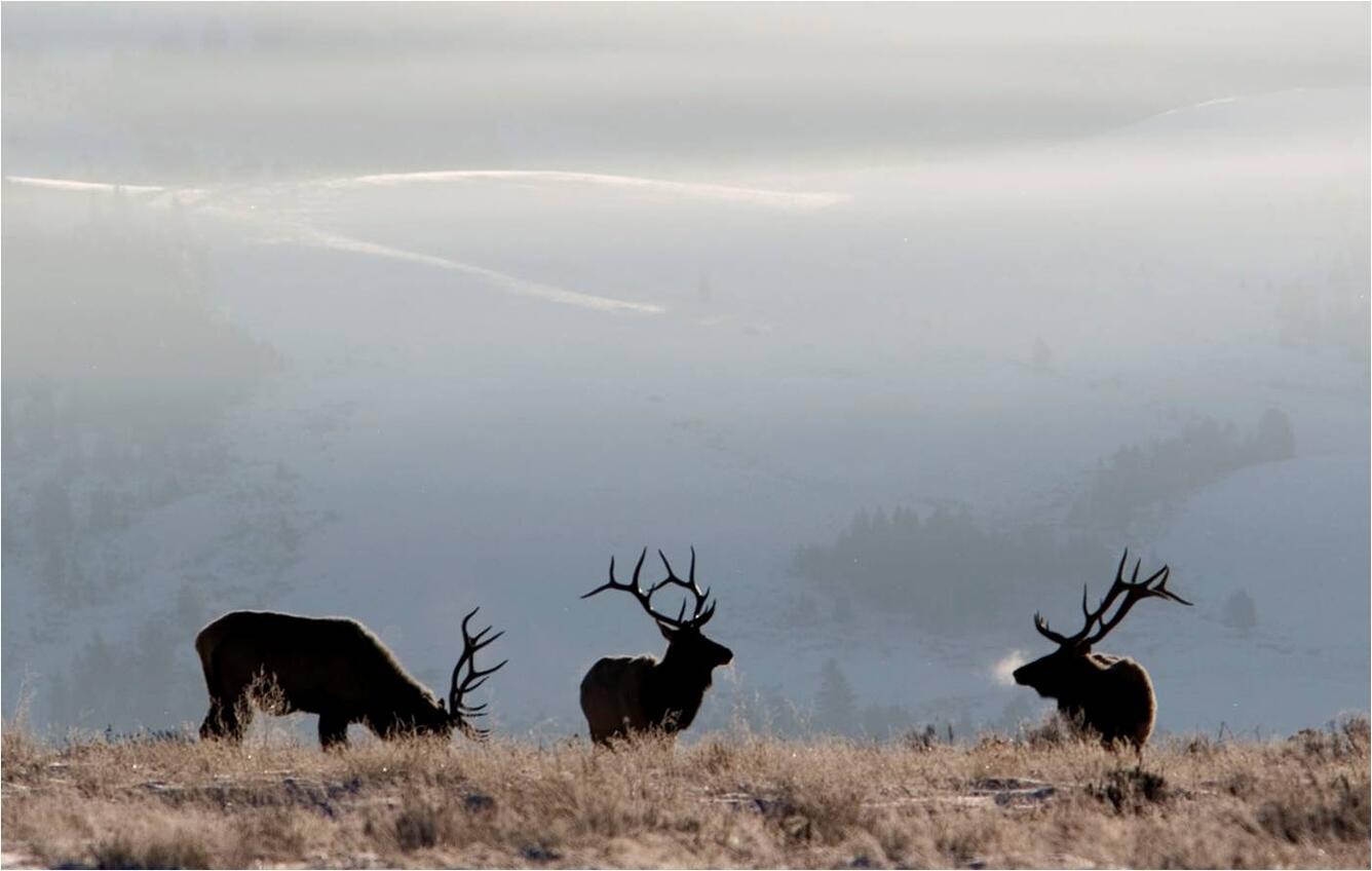 Bull elk on a chilly morning in Yellowstone.