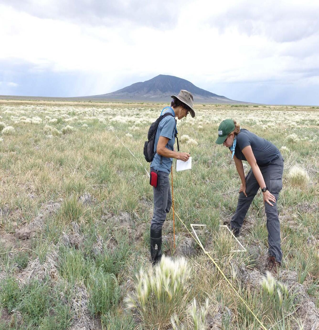 USGS hydrologic technicians classifying vegetation at the Anderson Ranch Wetlands