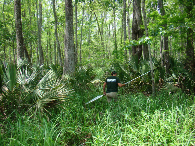 Great Dismal Swamp