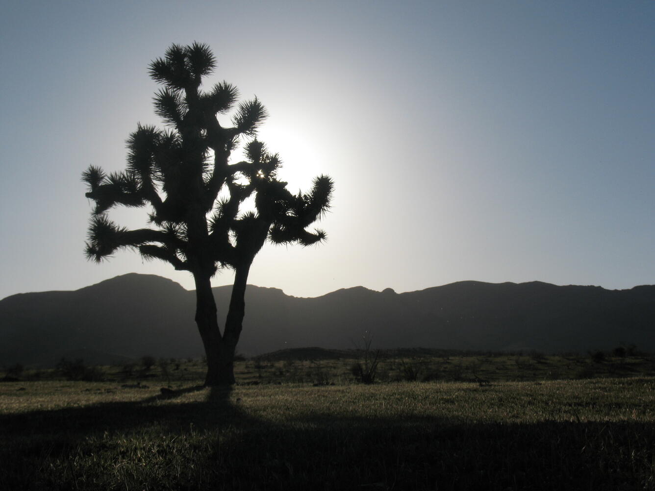 Joshua Tree at Sunset WERC