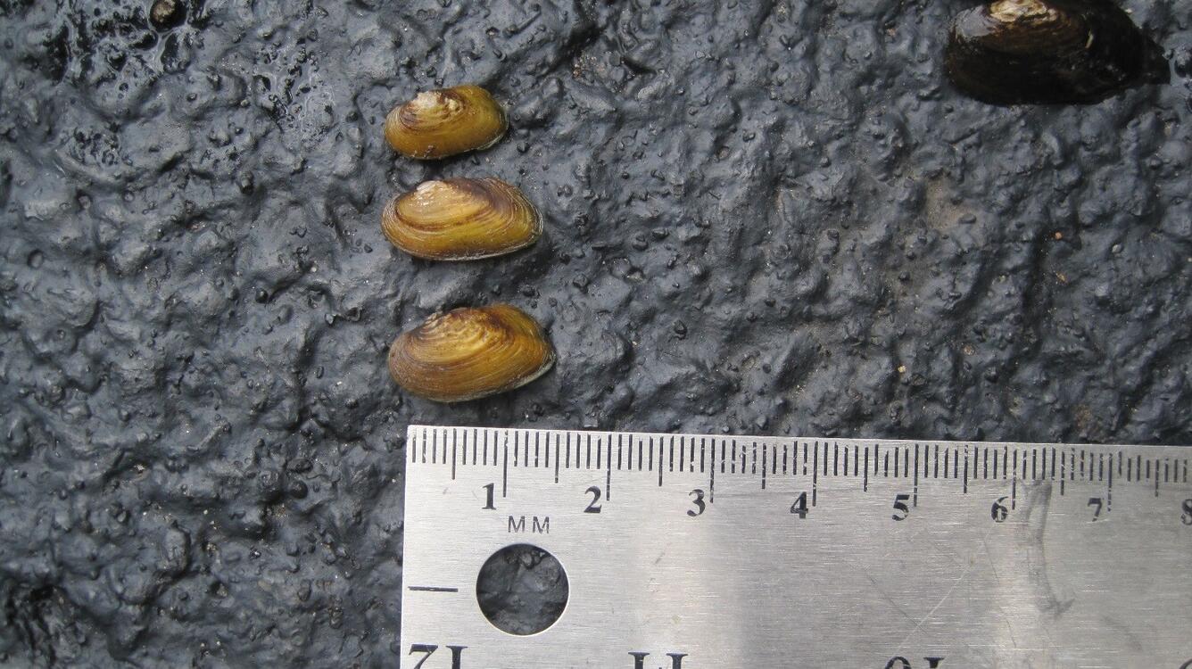Juvenile eastern elliptio mussels (Elliptio complanata)