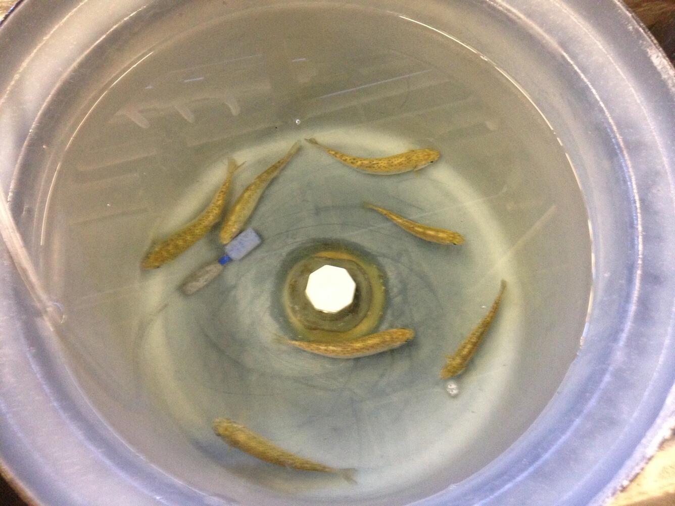 Juvenile salmonid fish