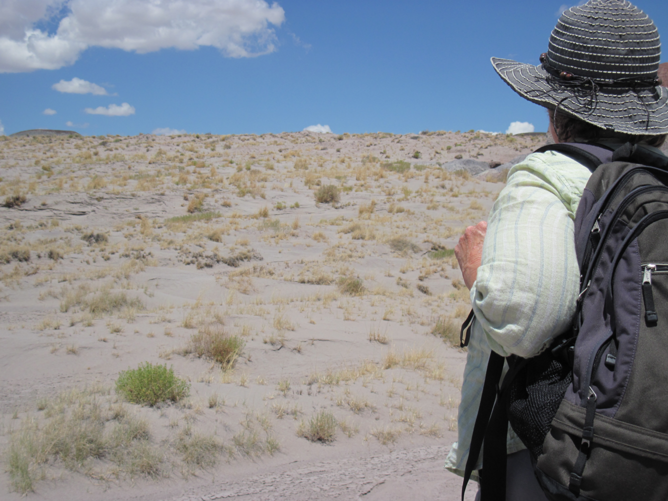 The nonnative plant, Salsola, on a sand dune.