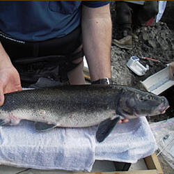 Adult Lost River sucker