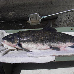 Adult shortnose sucker