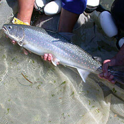 Anadromous bull trout