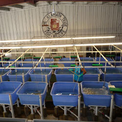 Klamath Tribe Research Hatchery