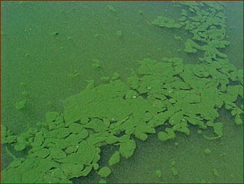 Cyanobacteria bloom