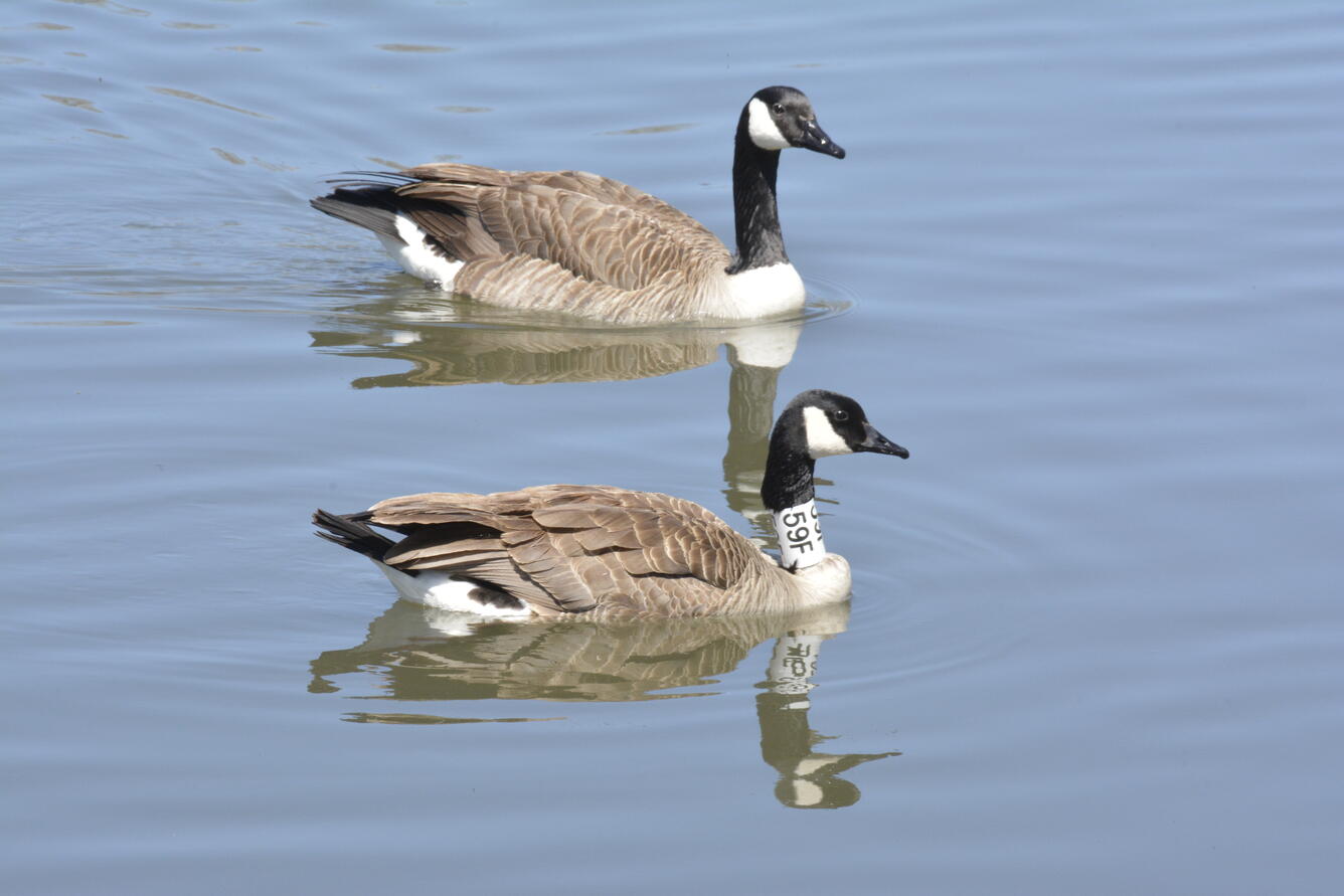 Canada Goose with Neck Collar