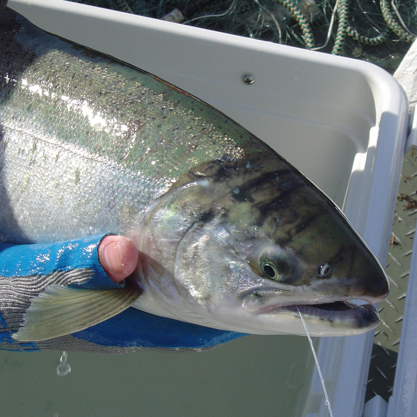Kasilof coho salmon with radio tag antenna in it's mouth