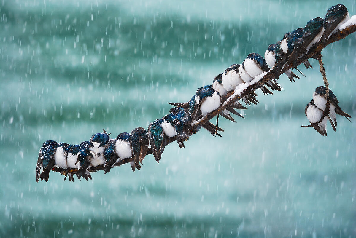Seemingly Surreal Swallows in a Spring Snowstorm, by Keith Williams.